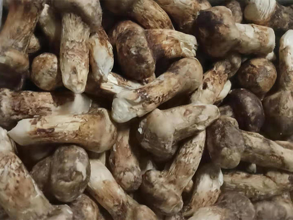 鮮松茸